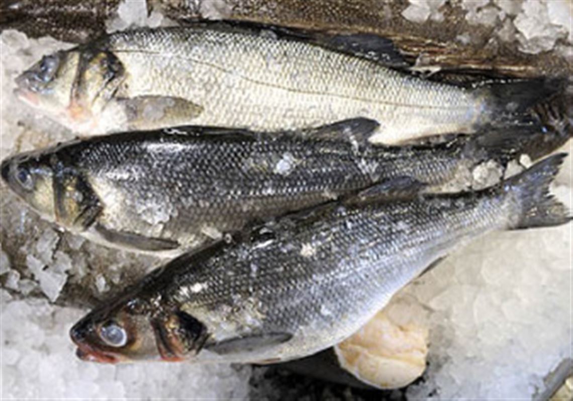 Bronzini, or Mediterranean sea bass, at Penn Avenue Fish Co.