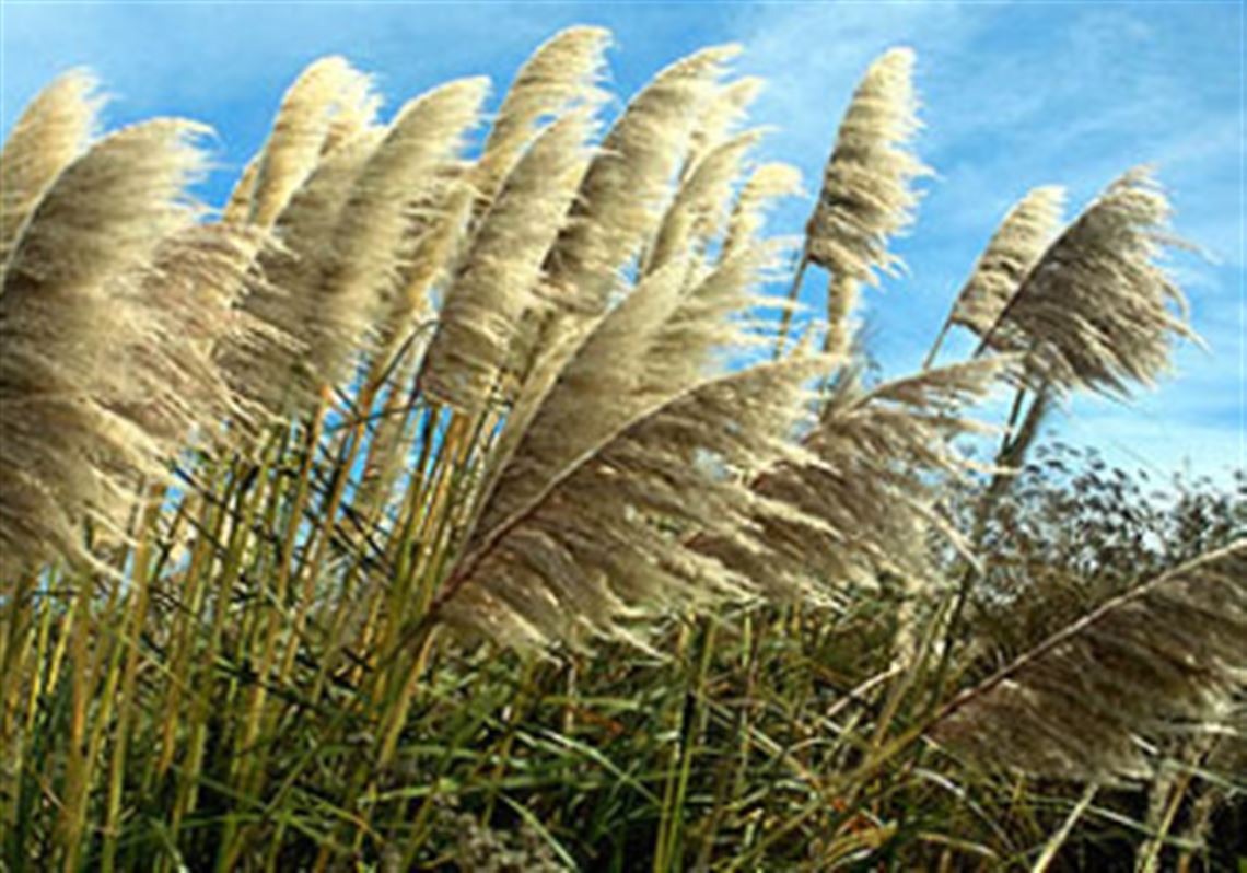 Most pampas grass is hardy only in Zone 8.