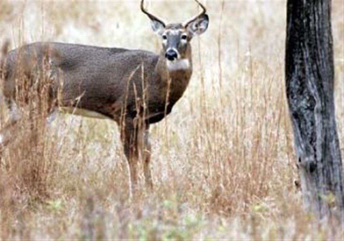 The deer has three points and no brow tine on one side. It is not legal under the current four-point restrictions but would be legal if the new rules are approved.