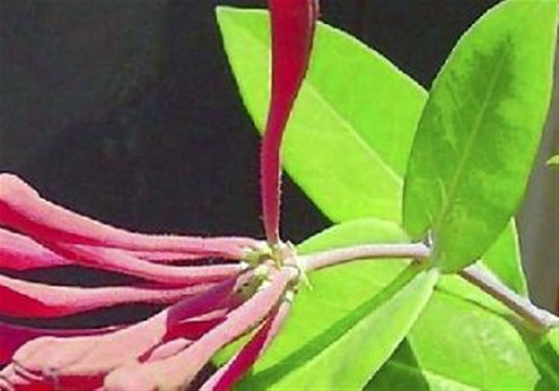 When 'Gold Flame' honeysuckle is infested by aphids, three strategies may help ameliorate the problem: pruning in early spring, applications of horticultural oil in late spring and the repeated use of certain insecticides.