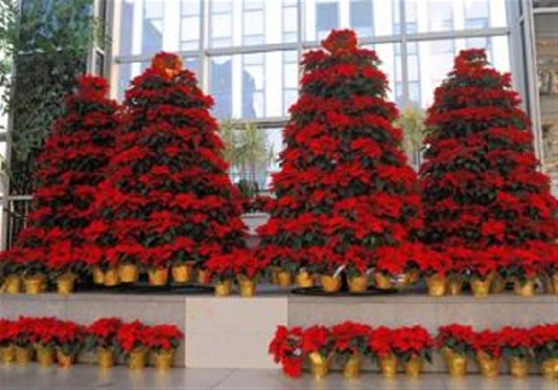 These poinsettia trees were created for the Friends of Forbes Hospice at the PPG Wintergarden. Each poinsettia is placed in memory of a hospice patient. Poinsettias are popular holiday flowers and gifts and they can be used as  cut flowers.