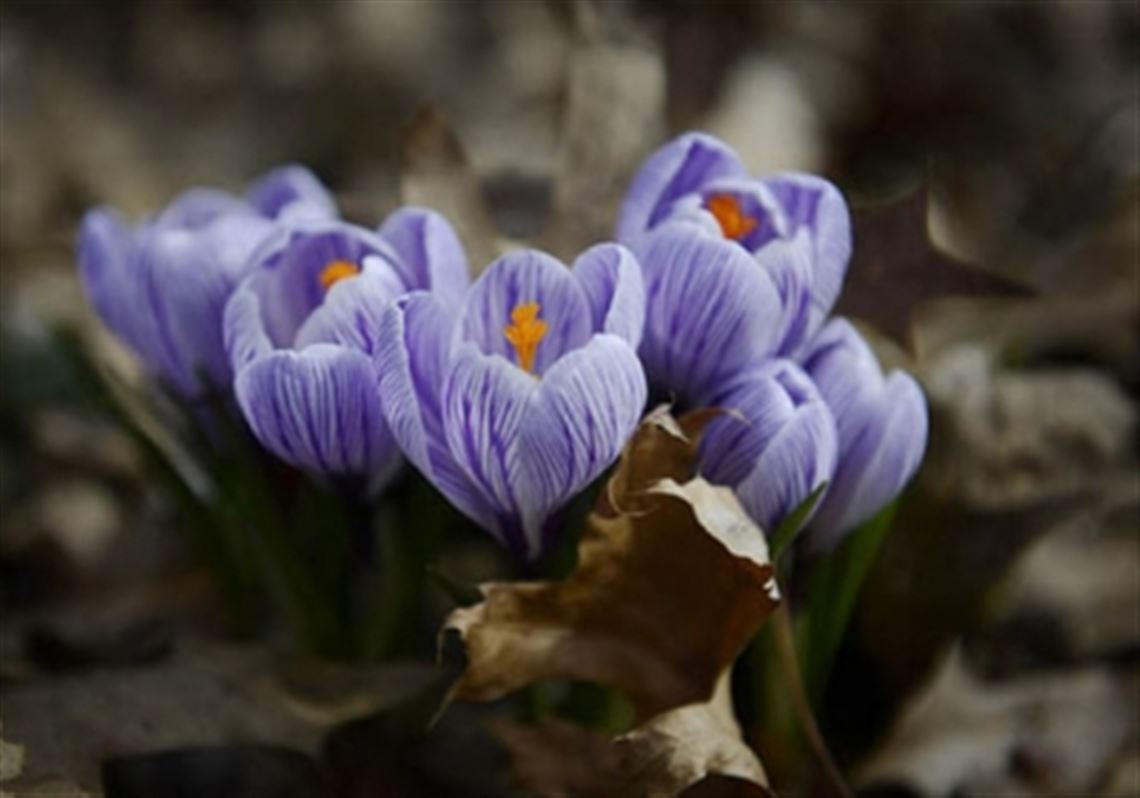 Crocus bloom from underneath piles of last year's fallen leaves Tuesday in Regent Square. Today marks the first day of spring.