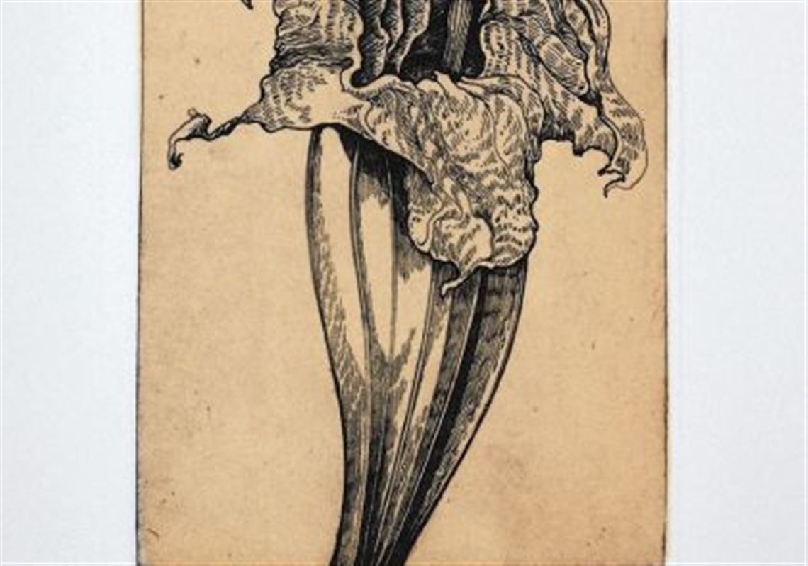 Aging Datura [Brugmansia Persoon, Solanaceae], vitreograph on paper by Peter Loewer, part of the Hunt Institute for Botanical Documentation's "What We Collect: Recent Art Acquisitions, 2007-2012."