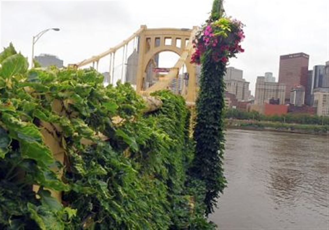 Vines climb the side of the Rachel Carson Bridge and a light pole.