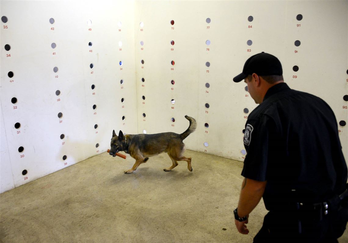Pittsburgh council advances Rocco fund for police dogs | Pittsburgh ...
