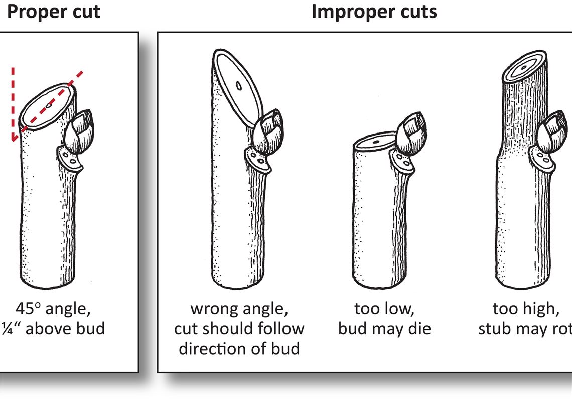 Illustration on proper and improper Pruning 