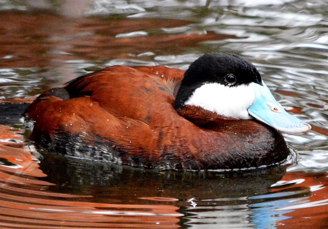 A male ruddy duck.