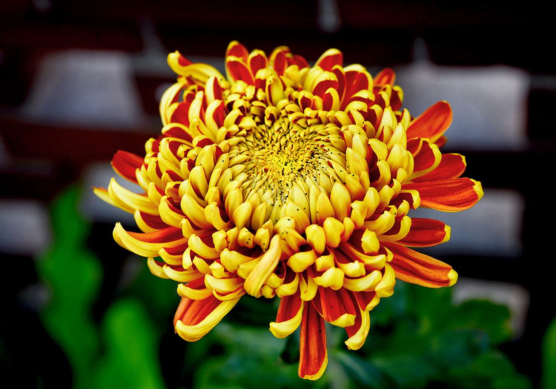 A detail of a disbud chrysanthemum at Phipps Conservatory and Botanical Gardens in Oakland. Phipps Conservatory Fall Flower Show starts today and continues through Nov. 8.