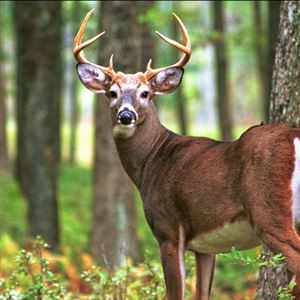 A white-tailed buck.