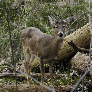 A white tailed deer hobbles into Bird Park in Mt. Lebanon after being approached by an animal control officer.