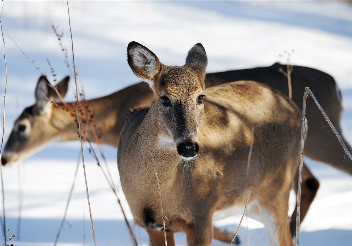 Deer in Mt. Lebanon 
