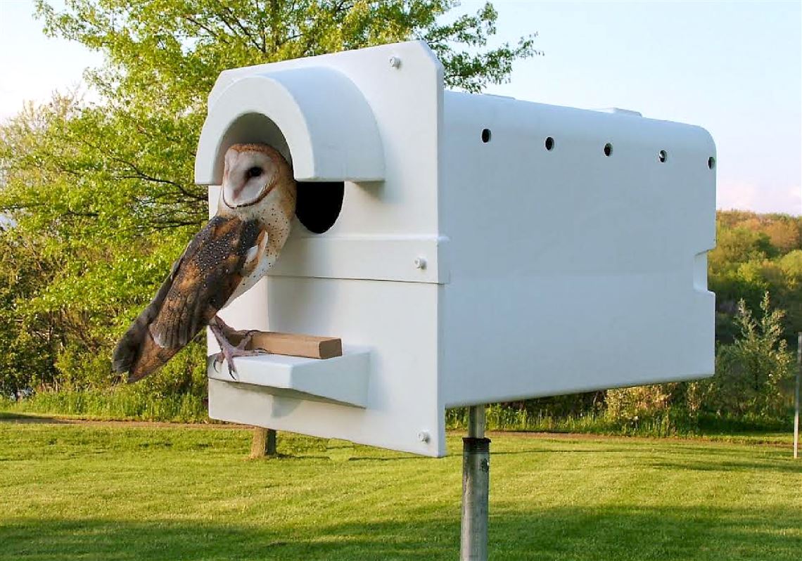 A barn owl enters one of Mark Browning's nesting boxes. 