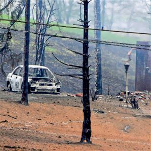 A burned-out car and charred trees remain after a nearby explosion.