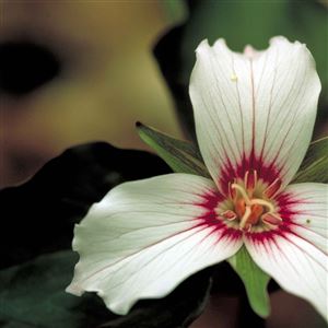 Trilliums have been a victim of deer over-browsing.  