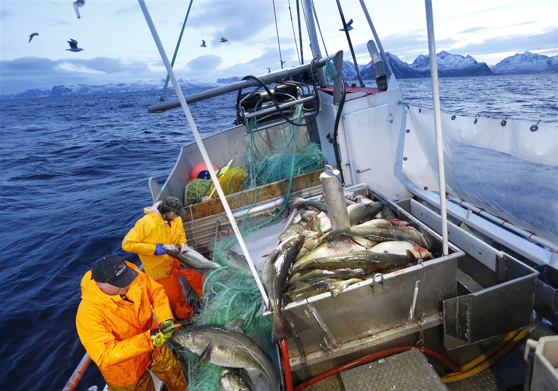 In this Jan. 1 file photo, Gunnar Johansen, left,  and Trond Dalgard fish for cod in the Norwegian Sea near Gryllefjord, Norway. 