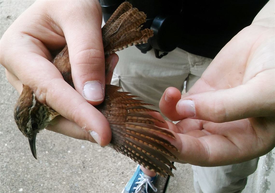 Becca Ralston, a Nestwatch intern, measures feathers and inspects a Carolina wren for fat before banding.