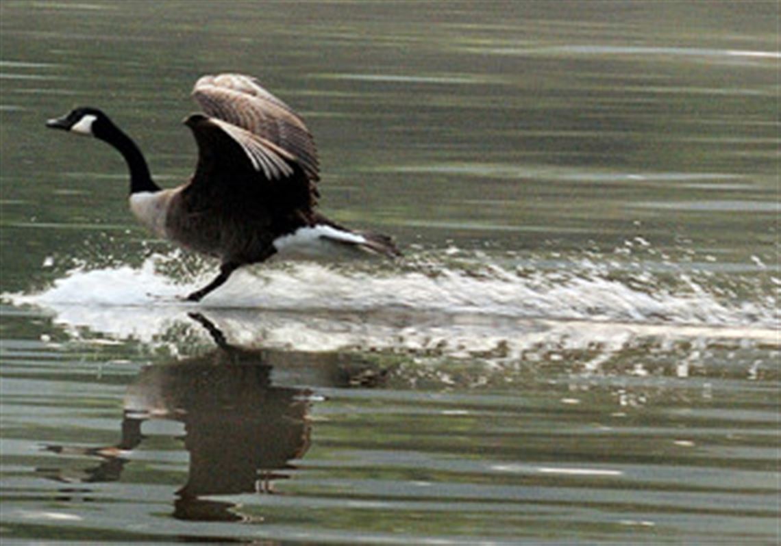 Goose hunts in Westmoreland County parks in September.