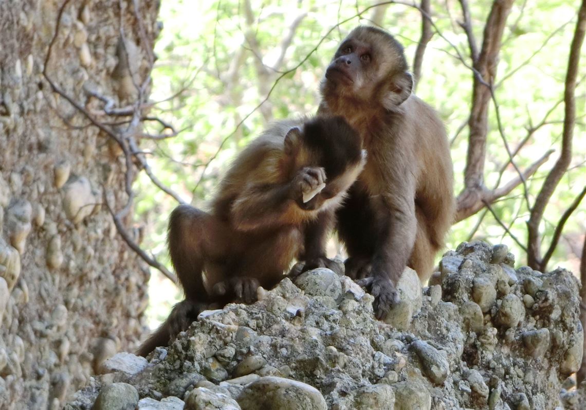 In this 2014 photo made available by the journal Nature, a young bearded capuchin monkey strikes a stone against another in the Serra da Capivara National Park in Brazil. In a report released Wednesday, researchers say wild capuchin monkeys in Brazil deliberately break stones.