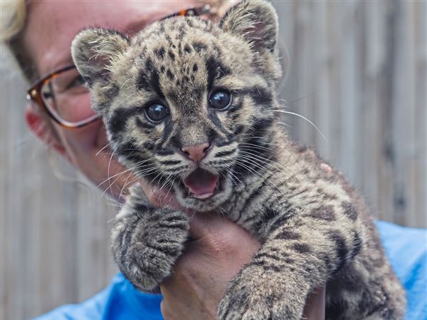 シム・シメール、【THE LITTLE CLOUDED LEOPARD】 シム・シメール、【THE LITTLE CLOUDED LEOPARD】