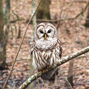 Nocturnal barred owls and their familiar 