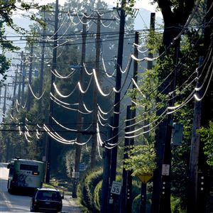 In a June 2020 photo, the sunrise lights up the utility lines along Hulton Road in Oakmont.