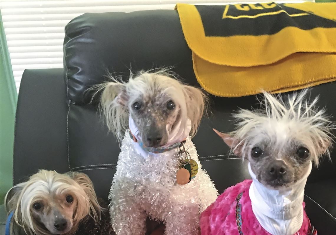 Collier's Sandy Golomb's dogs, hairless Chinese Cresteds. From left, Oliver wearing brown (5 years old), Ike wearing white (15 years old) and Pixi wearing pink (almost 4). All of them have been rescued. "They are wearing their winter coats and are 'bald and beautiful,' " she writes. 