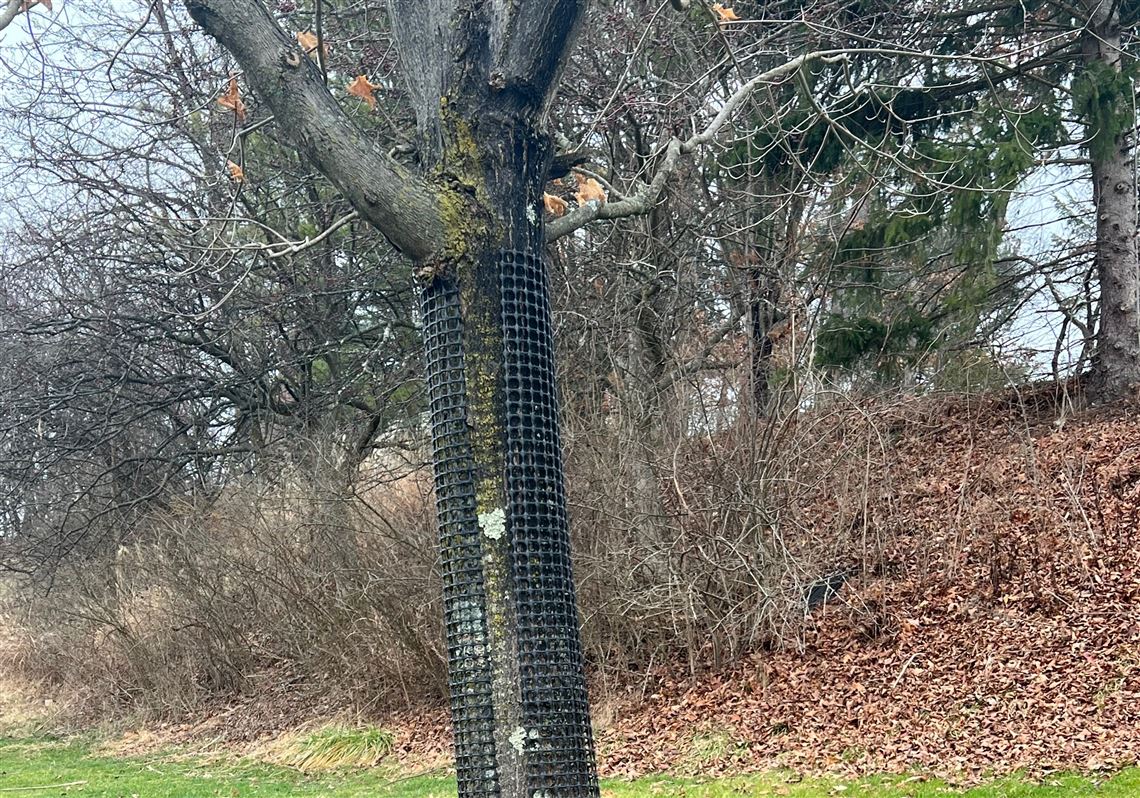 An improperly mulched tree has a mulch "volcano" that covers the root flare.  
