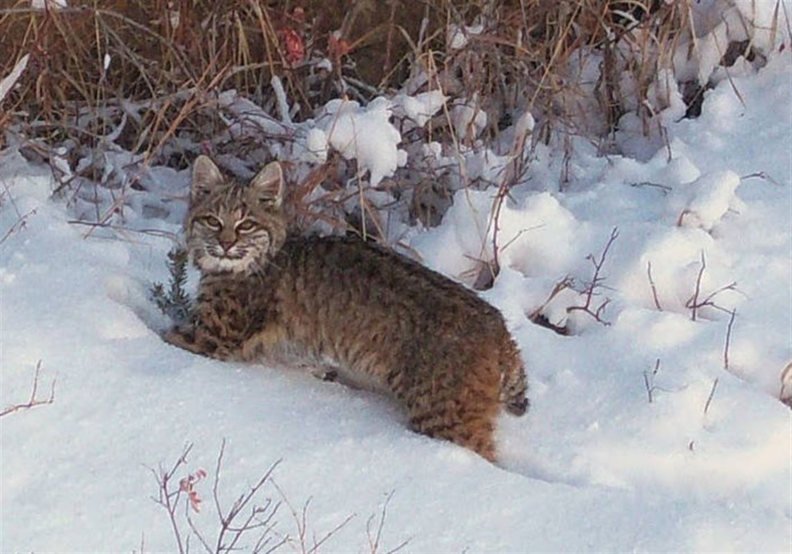 Murrysville wildlife cams capture rarely seen mink, bobcats and fisher