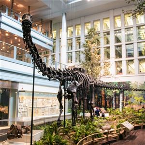 Dippy the dinosaur is seen at the Carnegie Museum of Natural History in Oakland on June 25, 2024. 