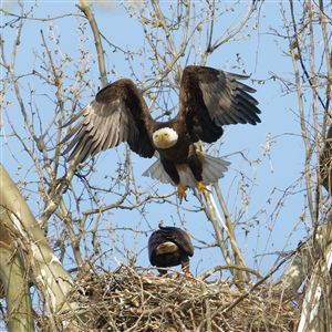 Photographer Dana Nesiti helped find the bald eagle nest in Glen Hazel in April. 