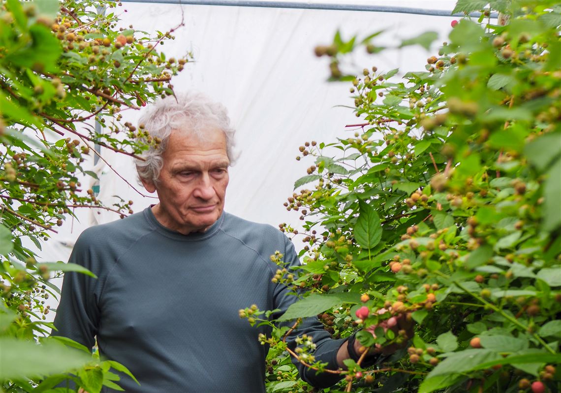 The science (and happy accident) of picking the right crop at Sand Hill Berries