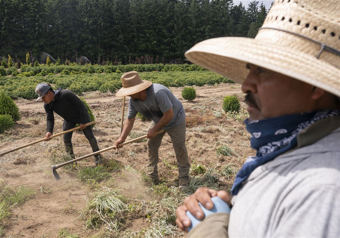 Jonathan Levin: Our economy works because of undocumented workers