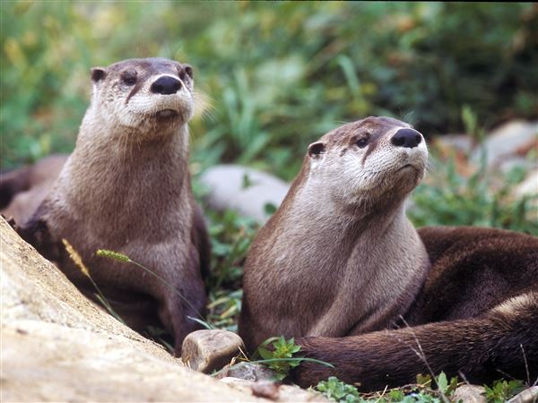 River otters.  Credit: Pennsylvania Game Commission
