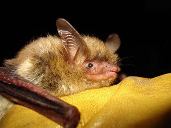 Northern long-eared bats are among the species decimated by white-nose syndrome.