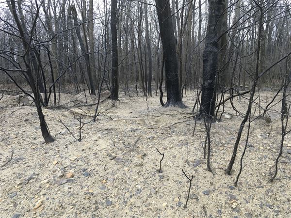 Sediment and blackened trees documented by the Pennsylvania Department of Environmental Protection near the compromised Equitrans gas storage well in Cambria County on Nov. 28.