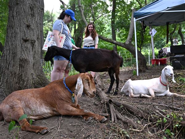 Goats from Allegheny Goatscape relax in the shade and greet visitors at Goat Fest in South Side Park on Saturday, July 26, 2025. The park annually contracts the team of goats to help manage invasive plants. 
