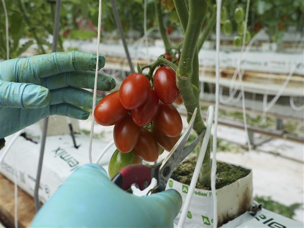 A worker prunes plants inside a greenhouse at the Veggie Prime tomato farm, which exports to the United States, in Ajuchitlan, Mexico, Wednesday, July 23, 2025.