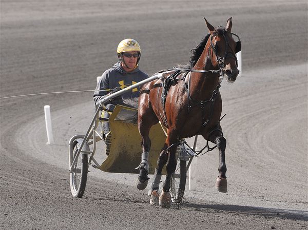 Trainer Ron Burke works Full Moon on the track at the Meadows, June 4, 2014. Burke, in May 2014, became the first North American trainer in harness racing history  to accumulate 100-million dollars in total purses.