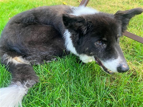 Romeo had never experienced grass before he was rescued, but he loved to lie in it while he lived with Pat Morris.