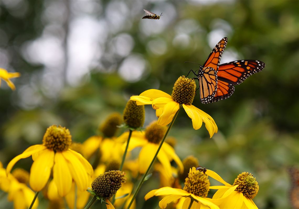 Native plants surge as gardeners try to save bees, butterflies and other pollinators